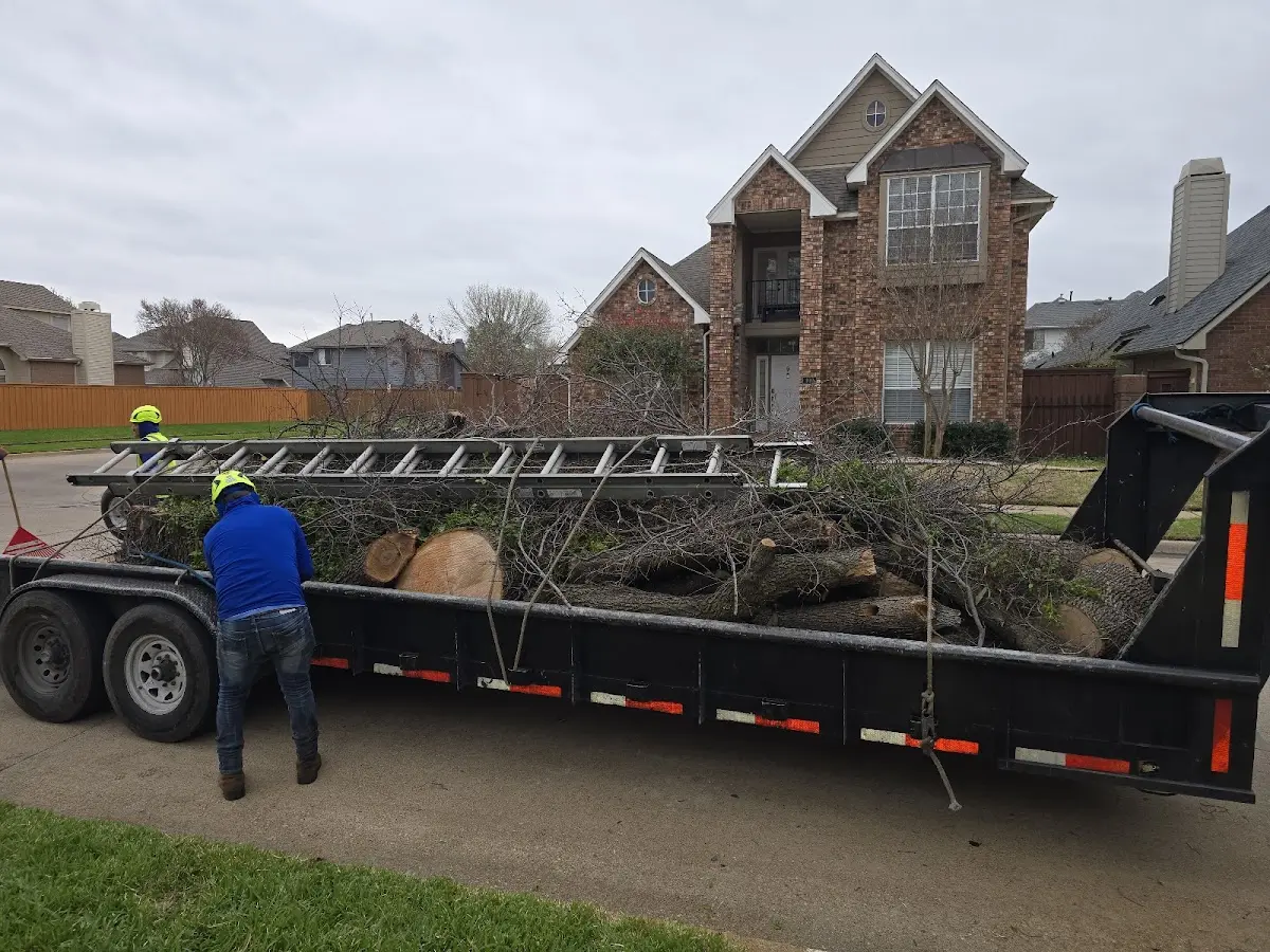 Expert Deadwooding with proper safety equipment in Harrisonville